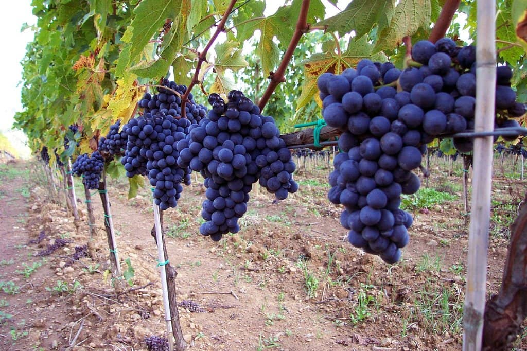 Wine Tasting Experience