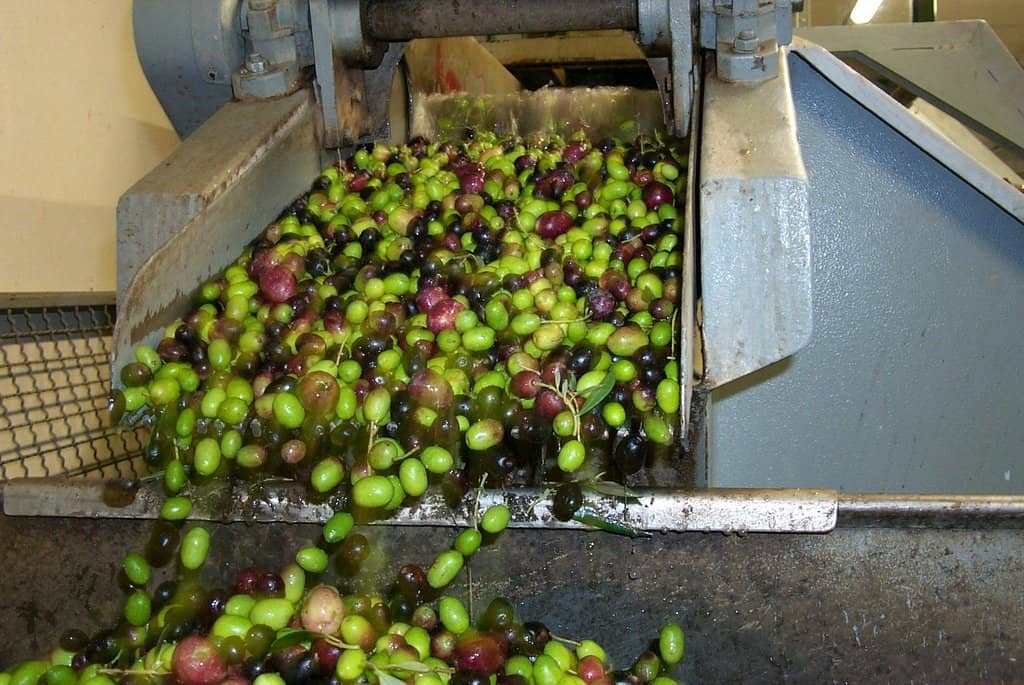 Extra Virgin Olive Oil