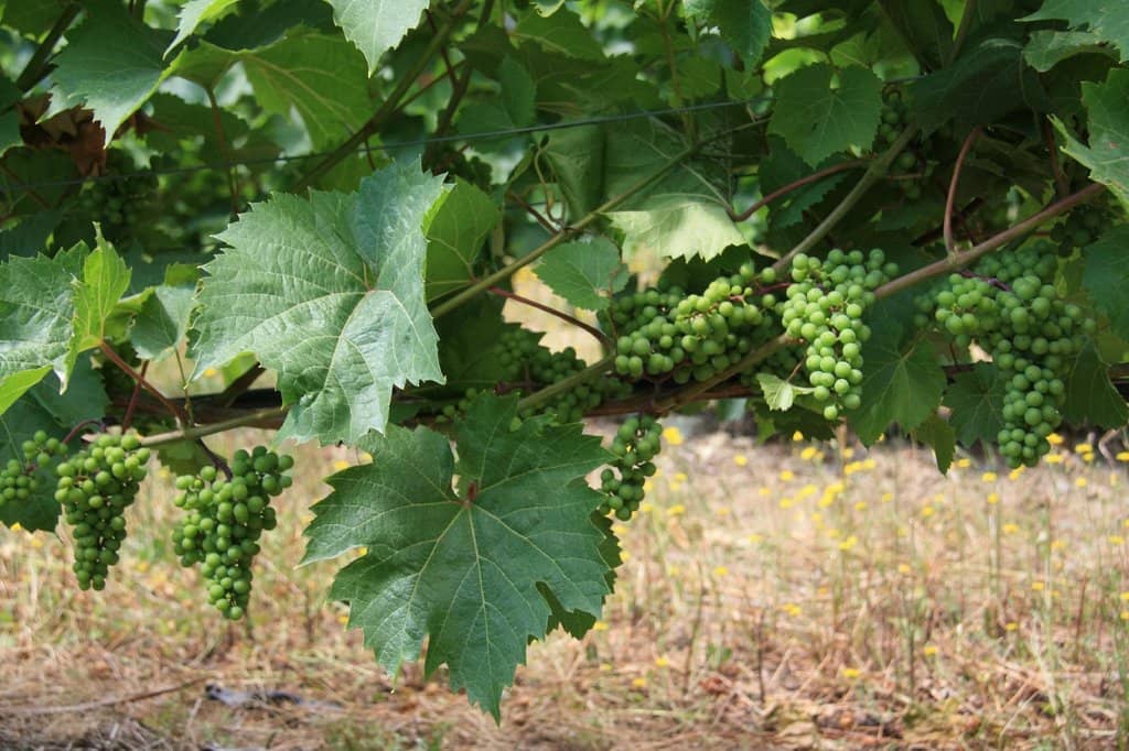 Exceptional Wine Tastings