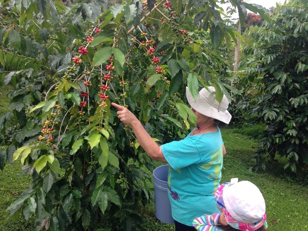 Picking coffee with Una.