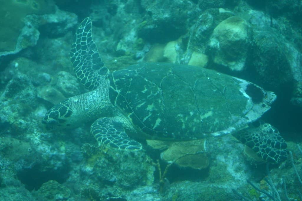 Vibrant Coral Reefs
