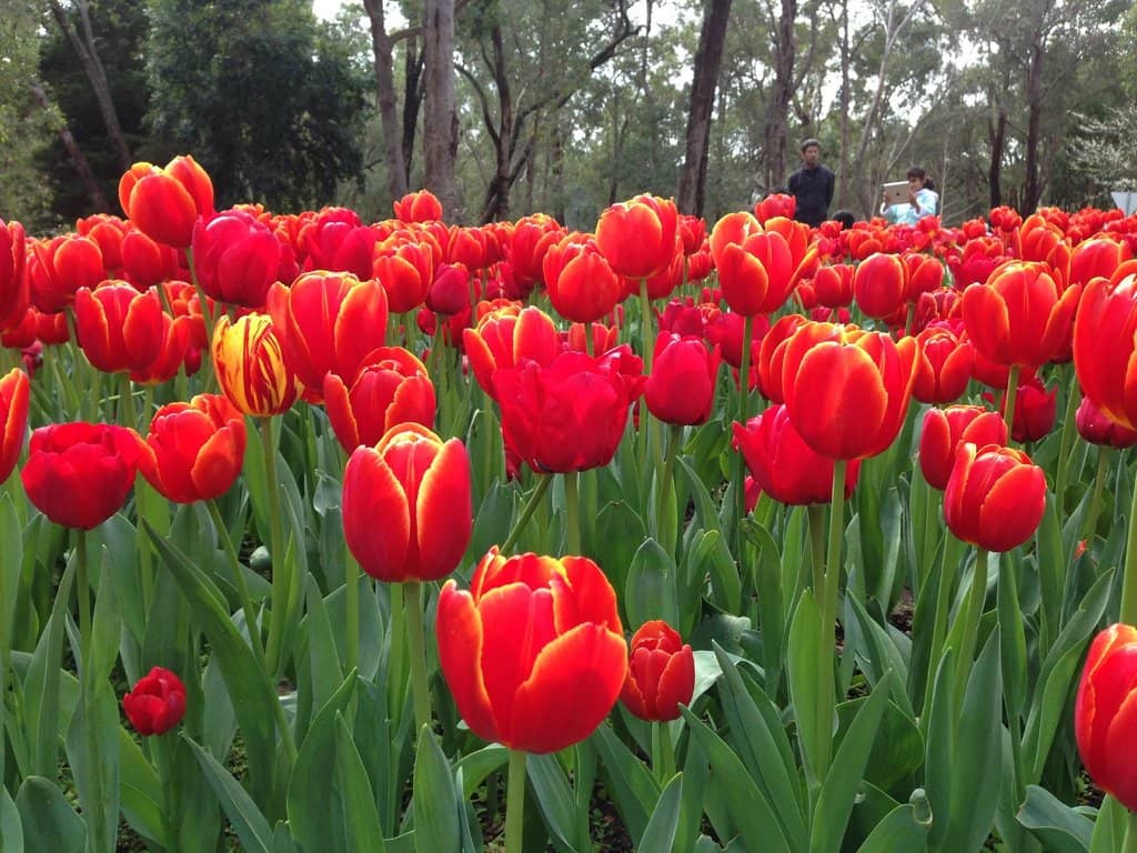 Springtime Tulip Festival