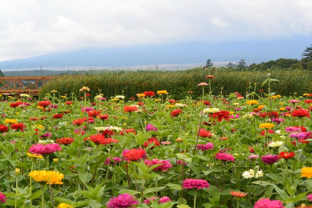 Iconic Mount Fuji Views