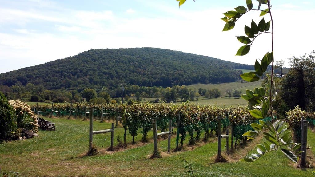 Vineyard View