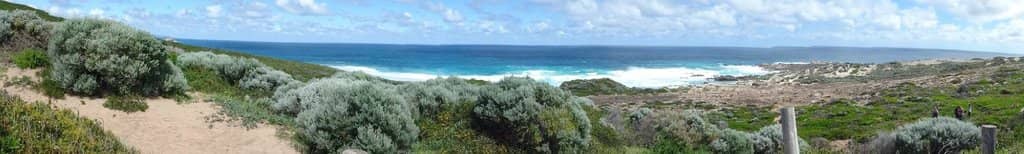 Whale and Dolphin Encounters