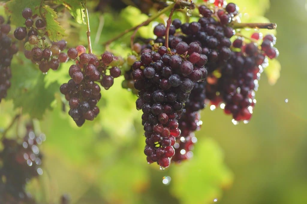 Ciccone Vineyard & Winery