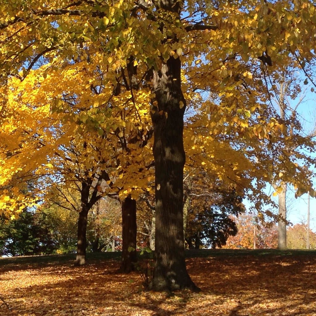 Beautiful Fall Trees