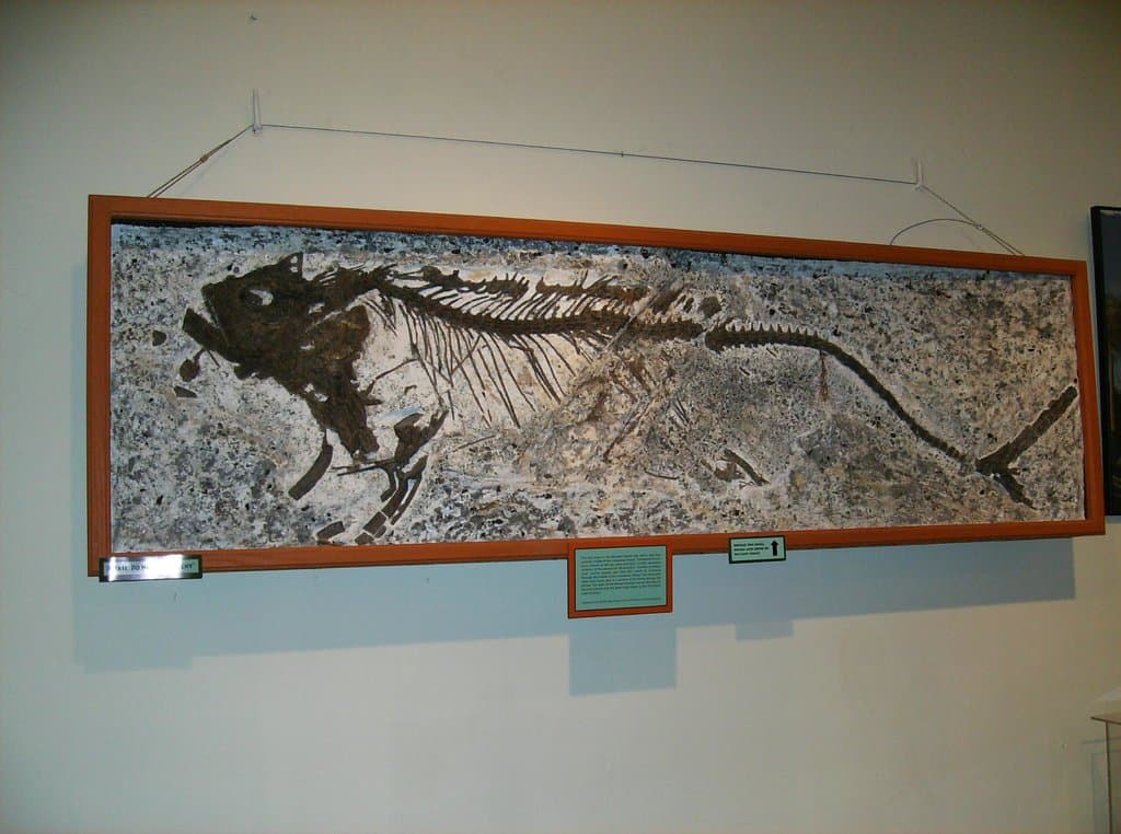 Fish fossil with last meal inside