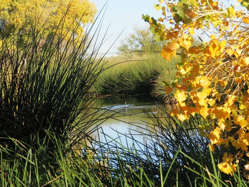 Pond at Sweetwater Wetlands