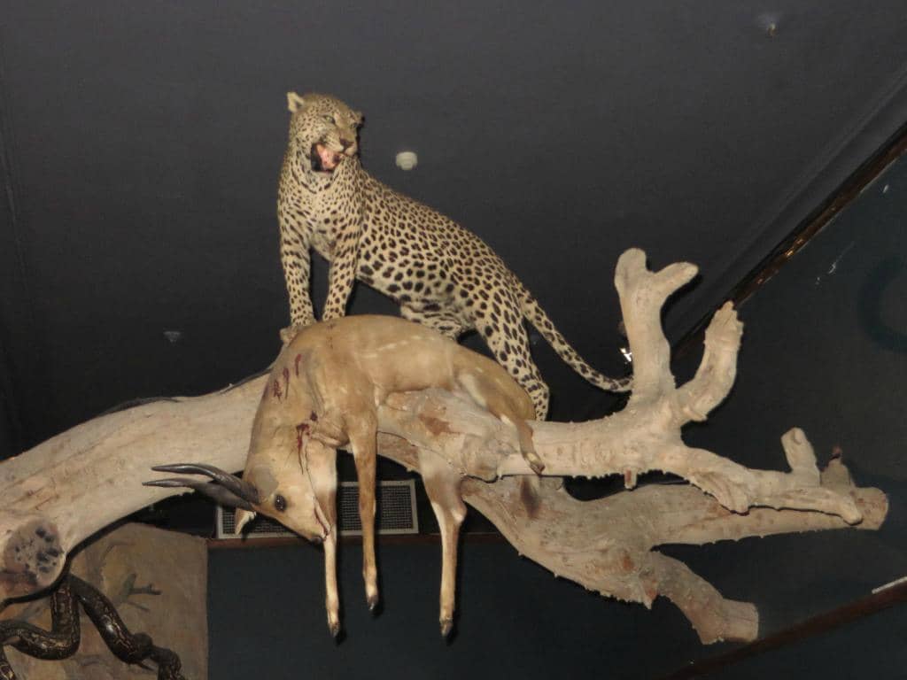 Wildlife Dioramas
