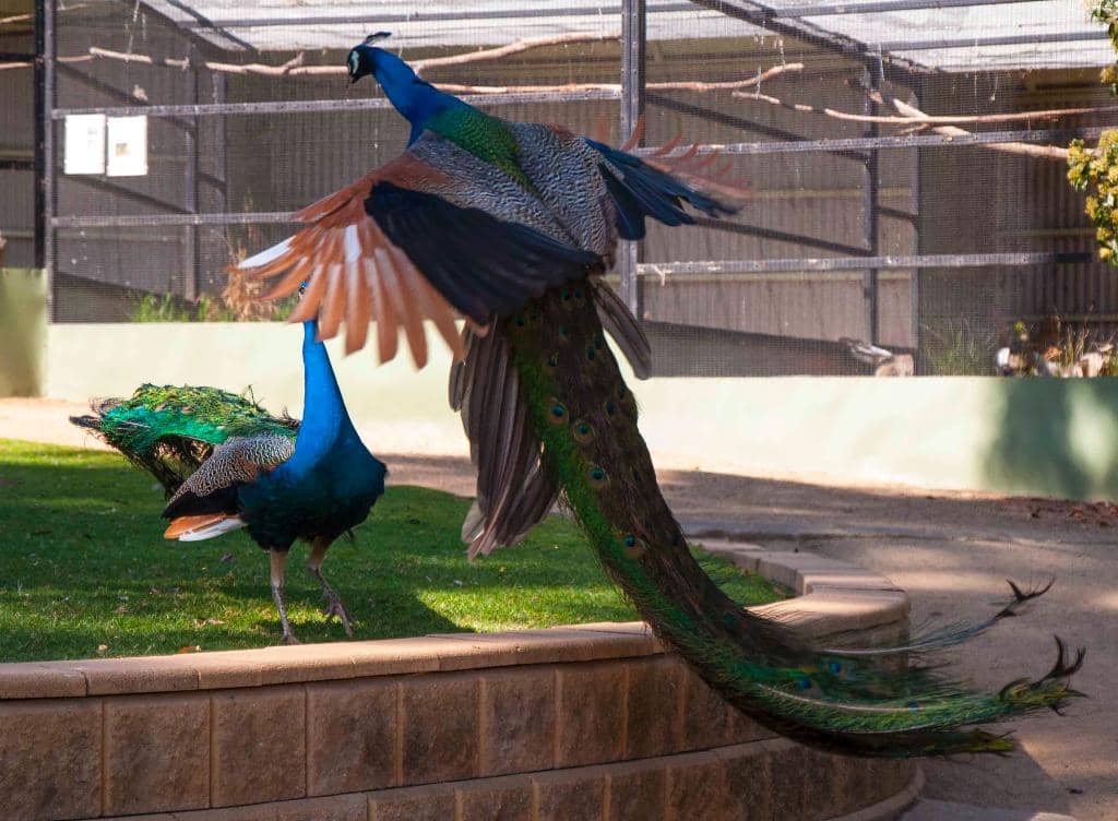 Bird Aviary Wonders