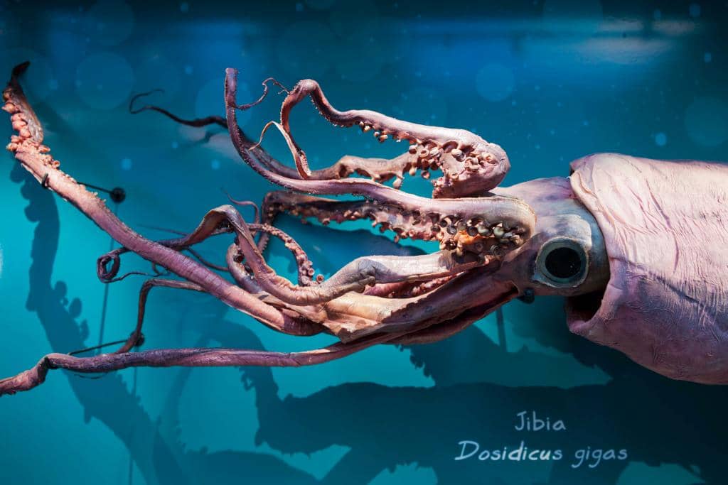 Interactive Exhibits