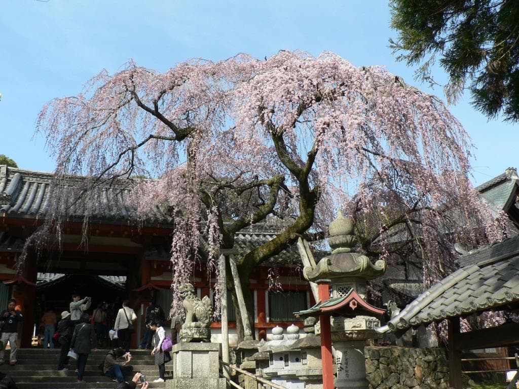 枝垂桜