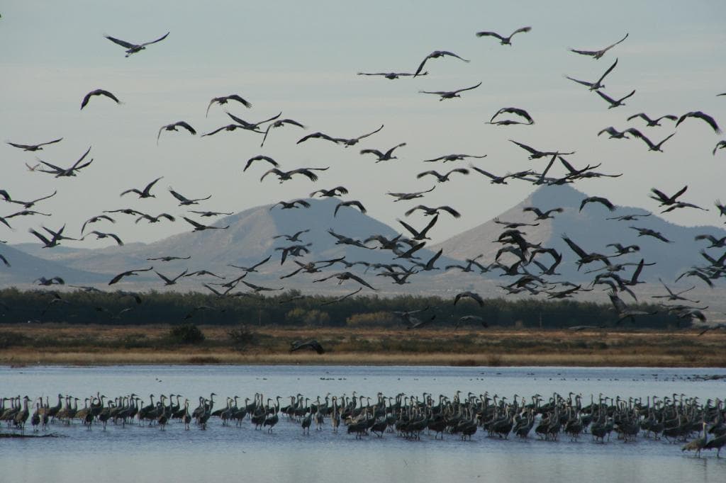 Sand Hill Cranes taking flight