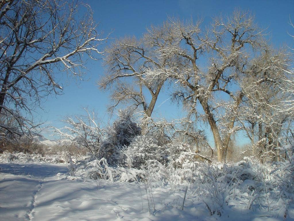 South Platte River Trails