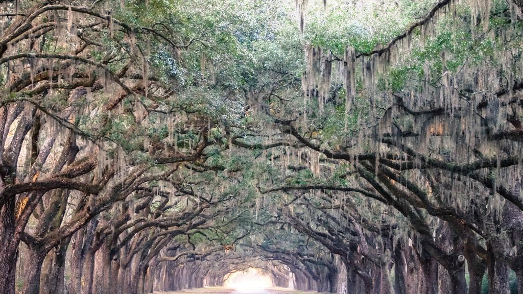 heavy Spanish moss