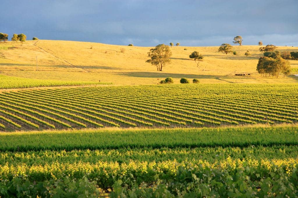 Black Sash Shiraz