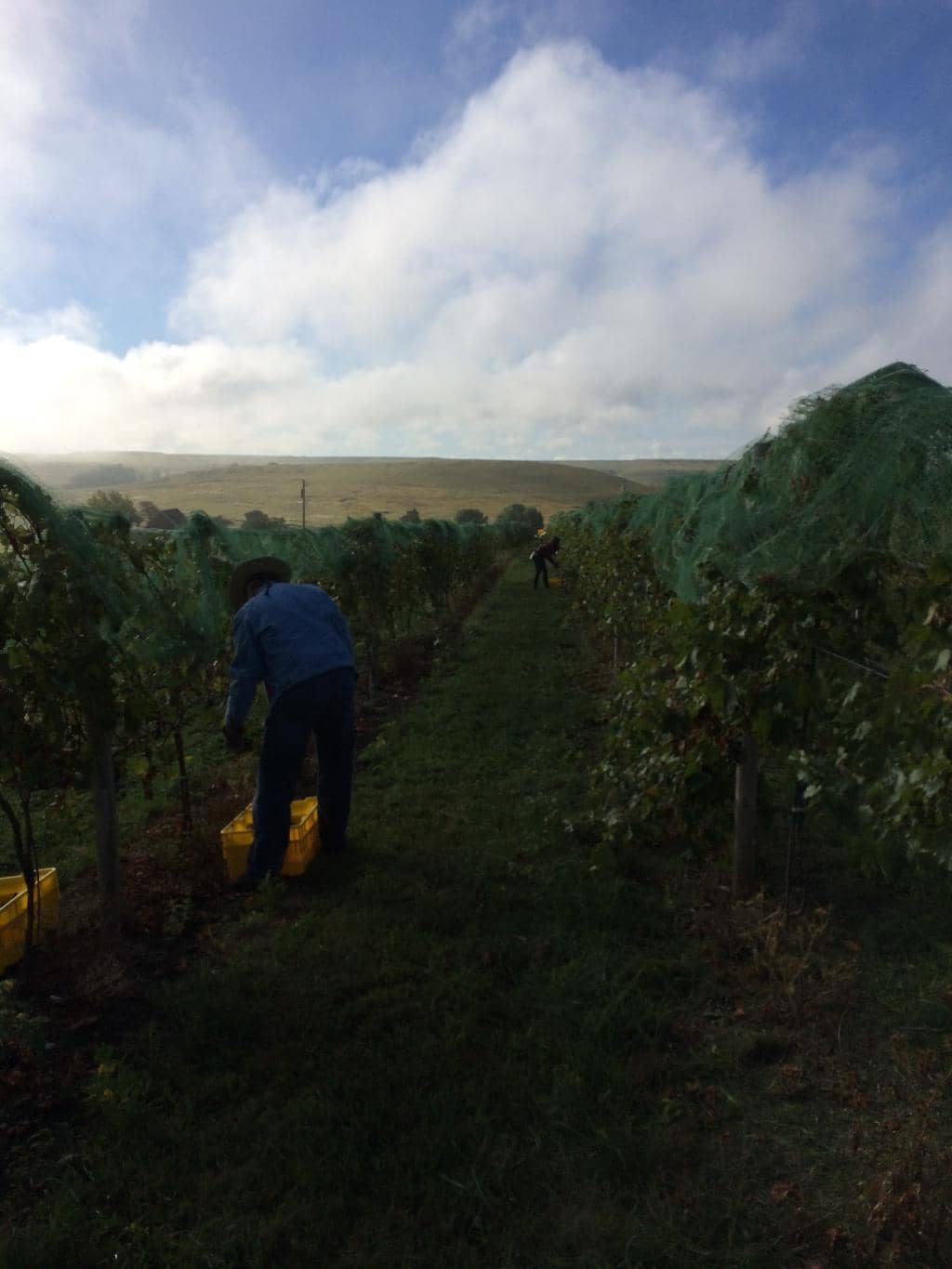 Vineyard Strolls