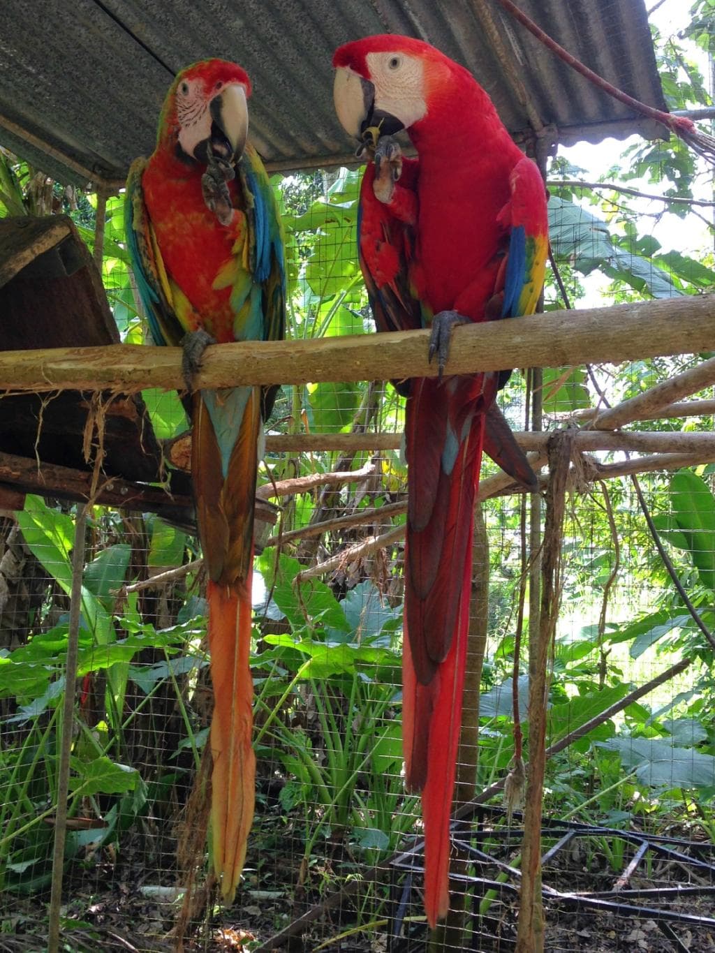 macaws