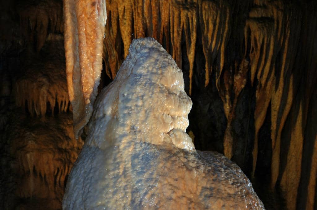 The Human Fish (Olm)