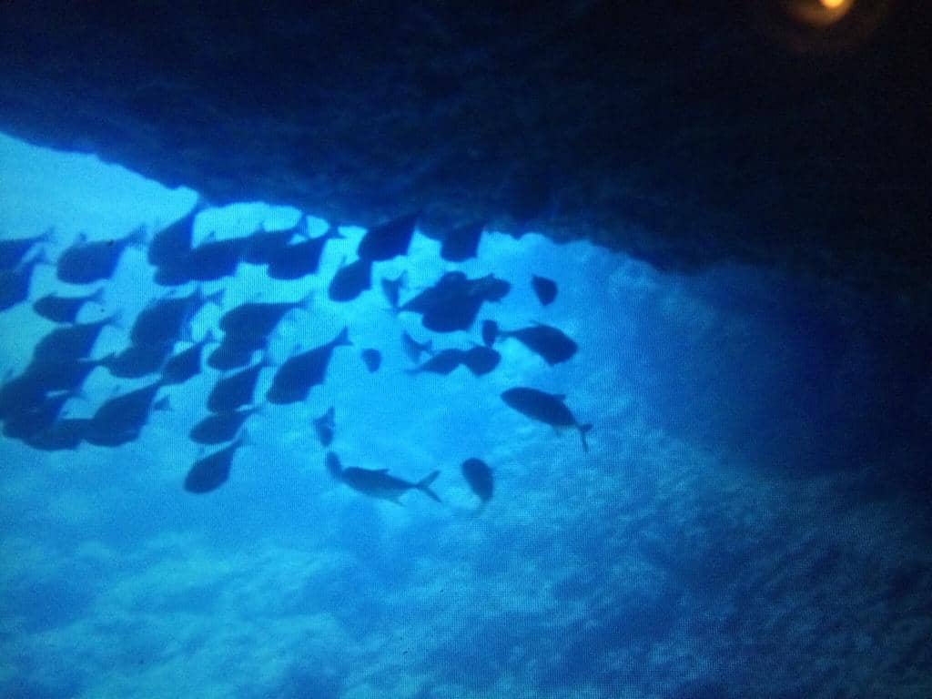 Abundant Marine Life