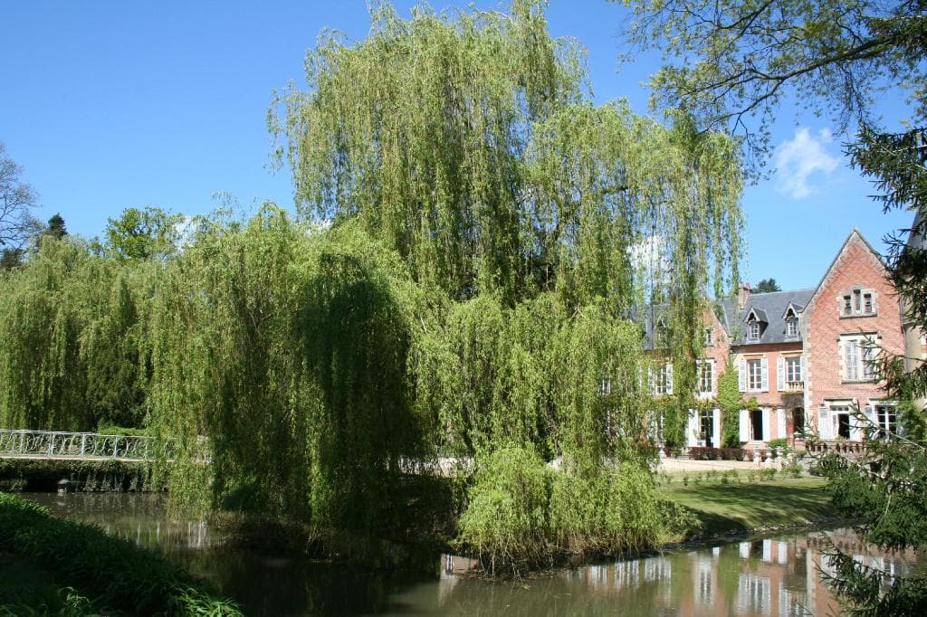Chateau and willows