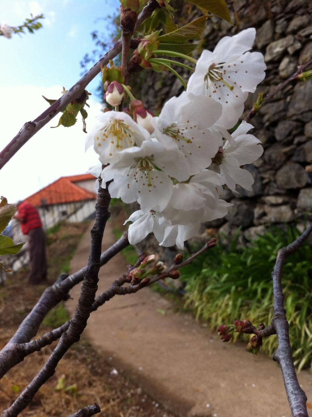 Cabo Girão Skywalk Views