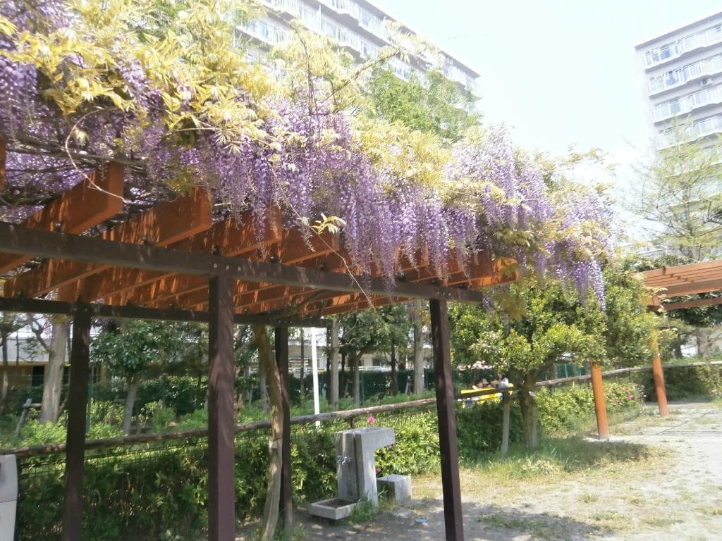 公園内の藤棚