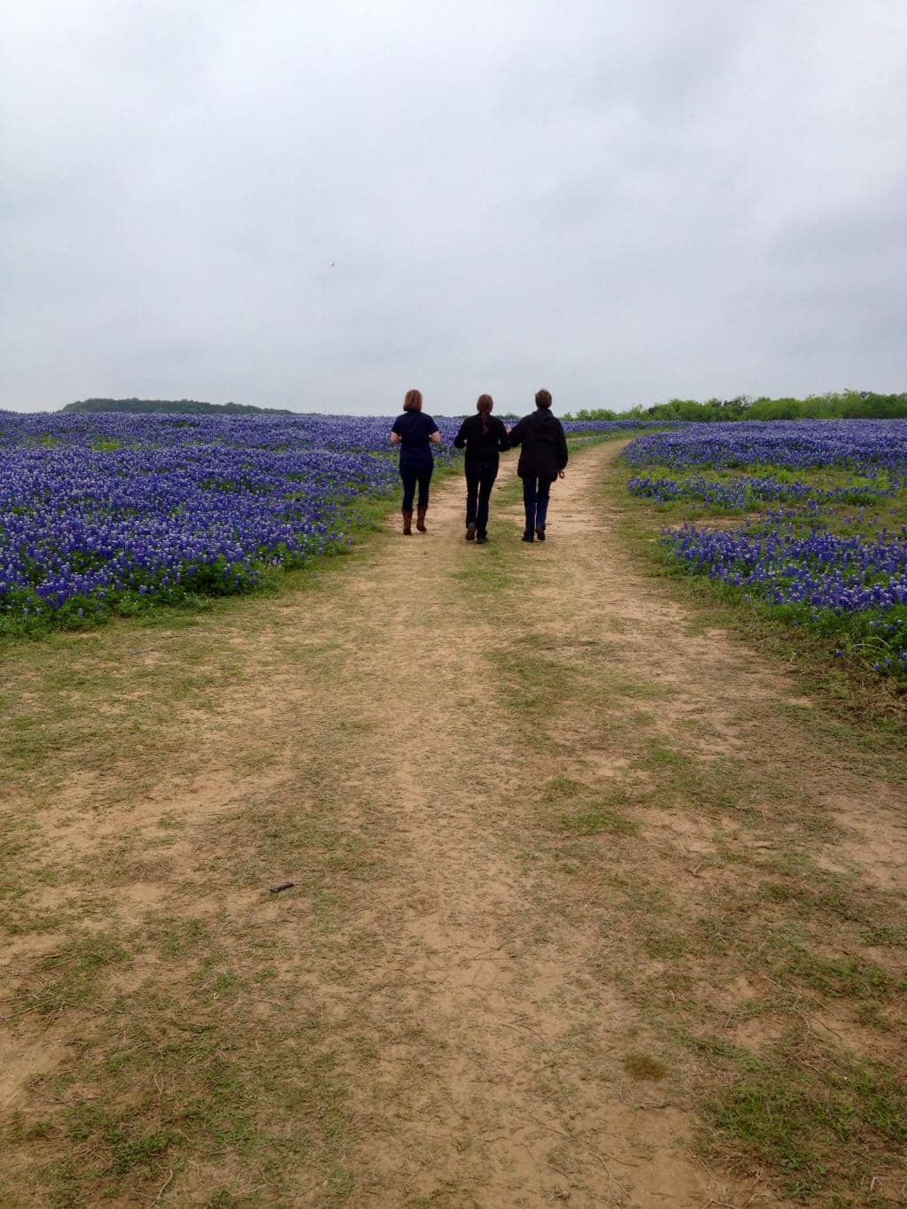 Wildflower Fields