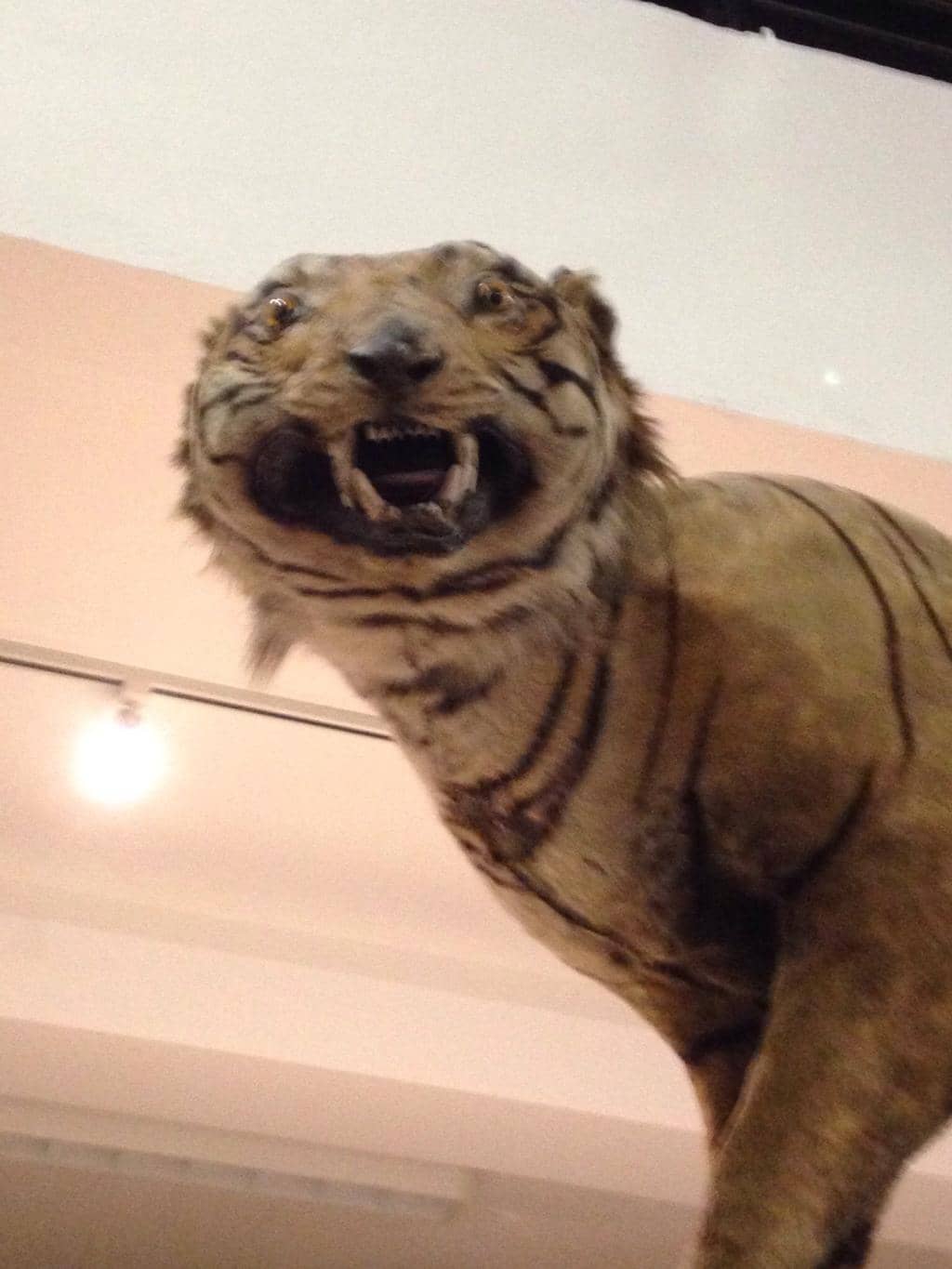 Taxidermy Treasures