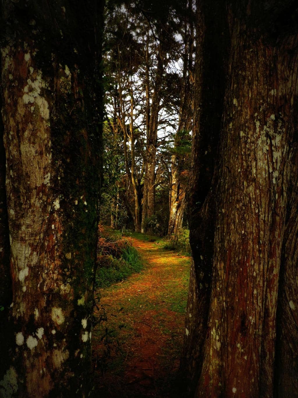 Named Tree Trail