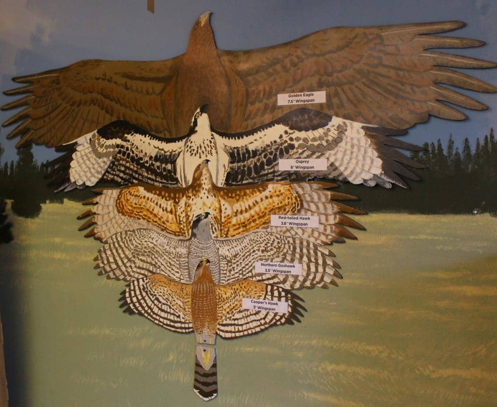 Mushroom & Fungi Showcase