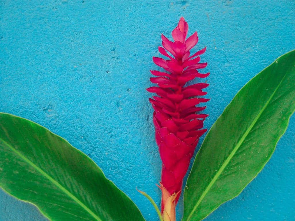 Lush Tropical Gardens