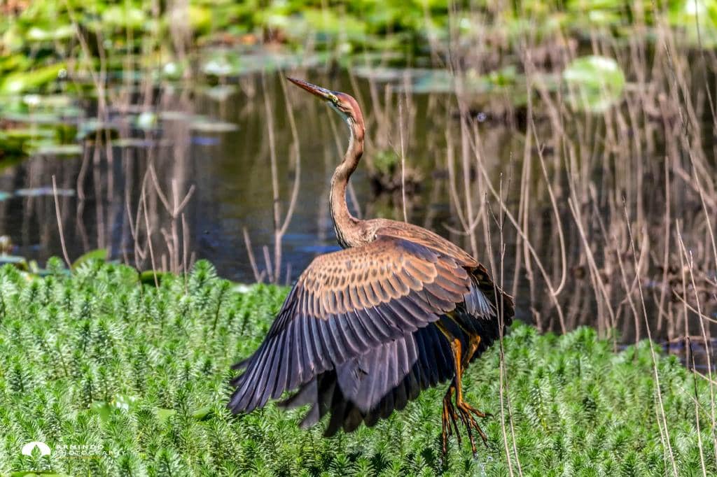 Miradouro de Espinhel Boardwalks