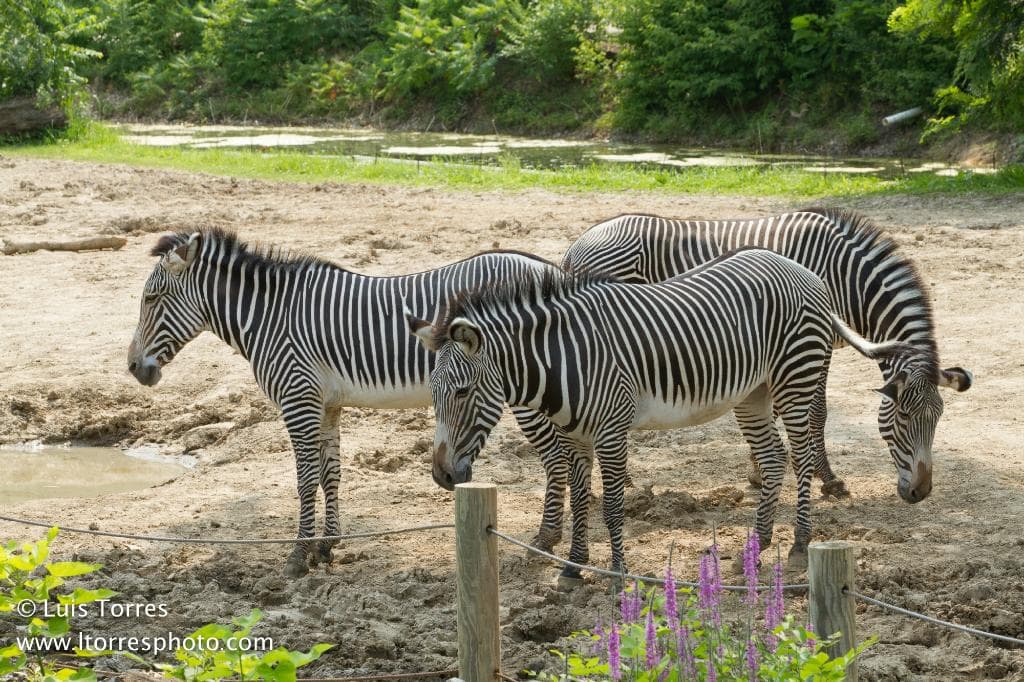 zebra