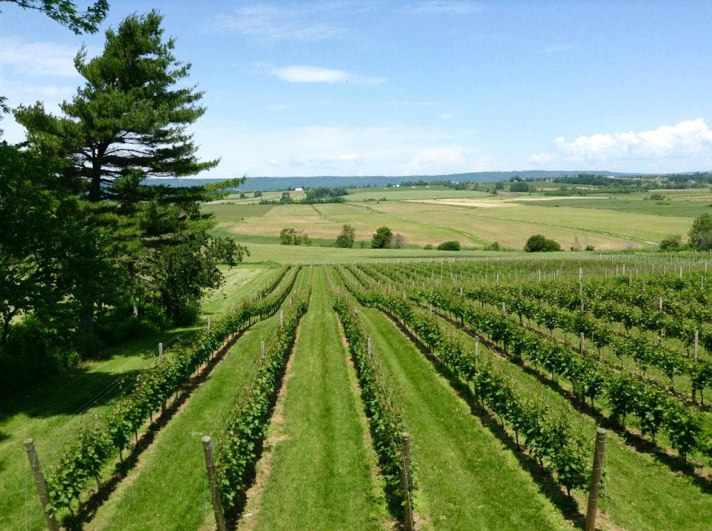 View off the back deck at Planter's Ridge