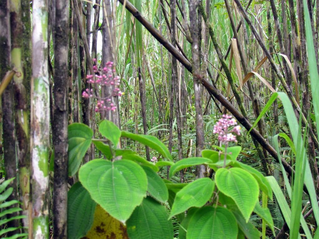 Arenal Lake Views