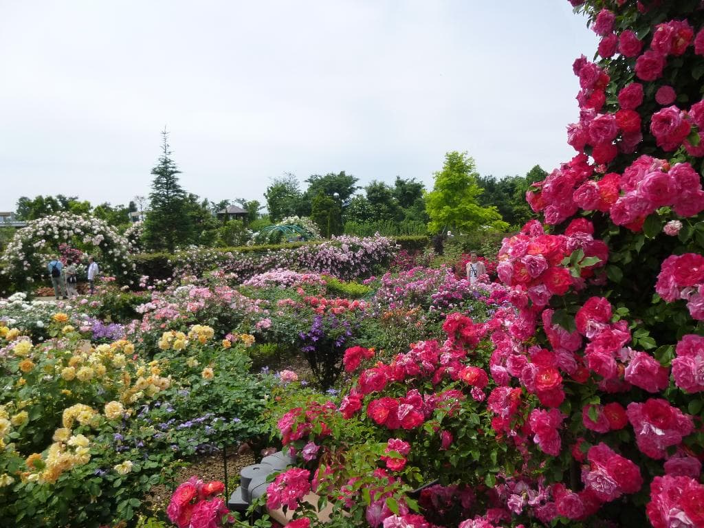 バラ園1