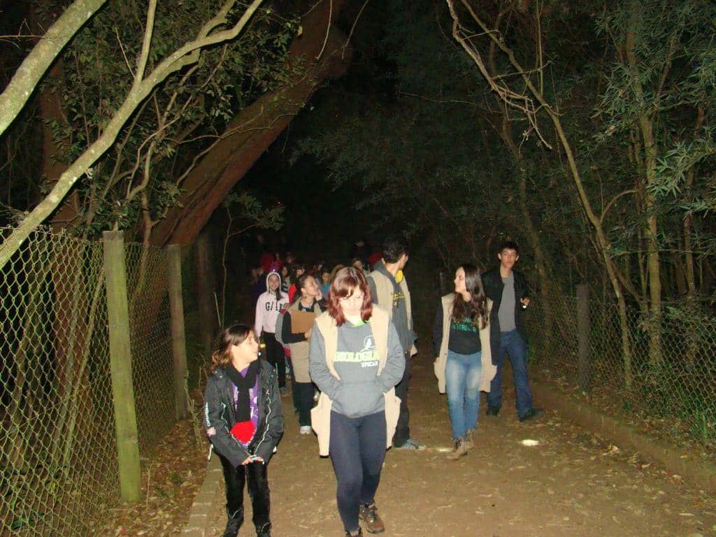 Tranquil Woodlands
