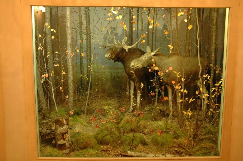 Flora and Fauna Dioramas