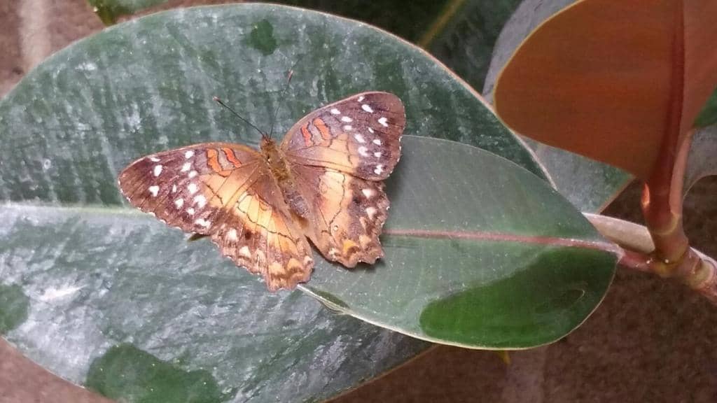 Tarantula Encounters