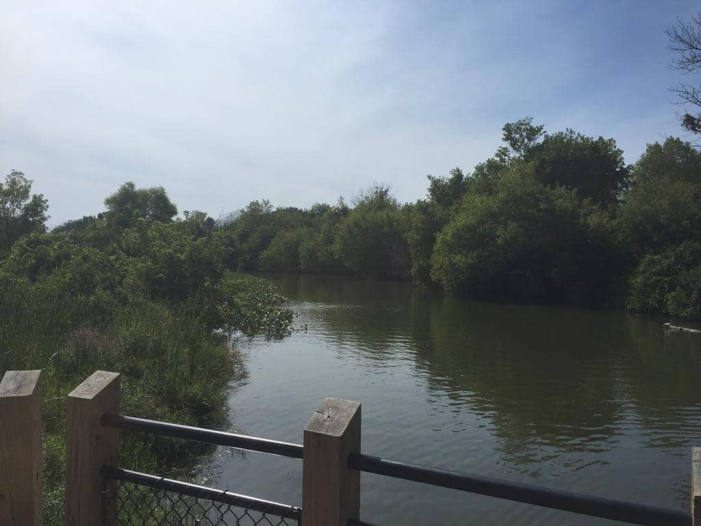 Marsh Overlook Tower