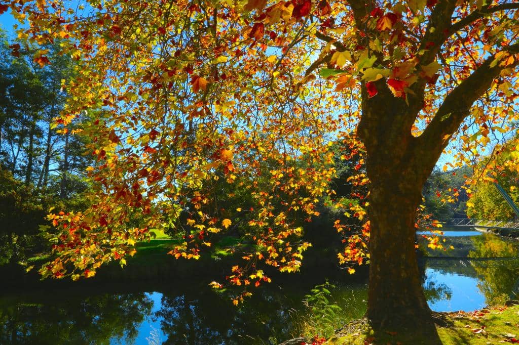 Playgrounds & BBQ Areas