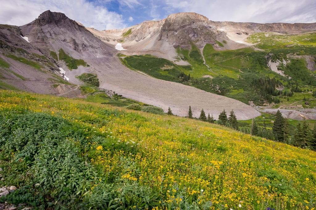 Wildflowers