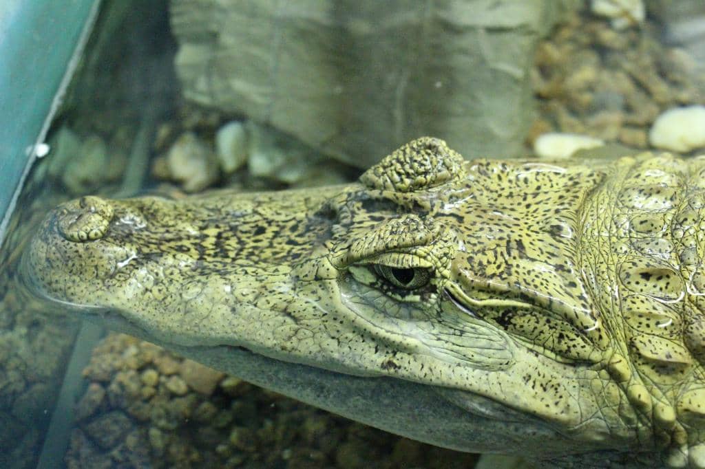 Diverse Marine Life Displays