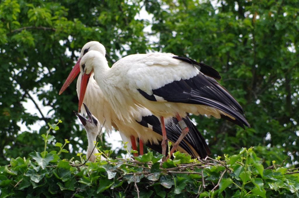 местные обитатели