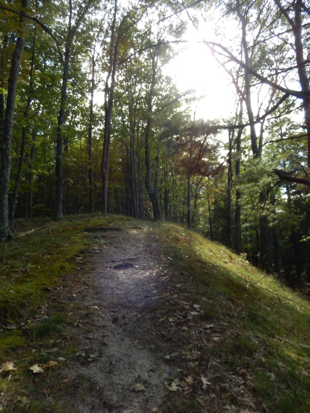 Dog-Friendly Adventures