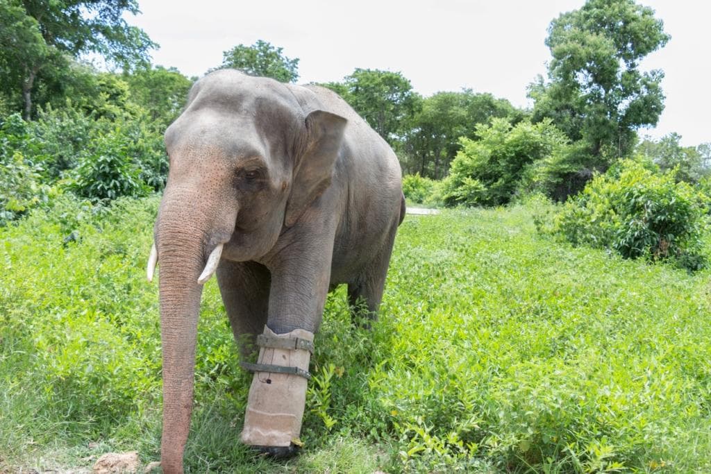 Join the Wildlife Alliance tour to meet Chhouk, the only elephant in Cambodia with a prosthesis