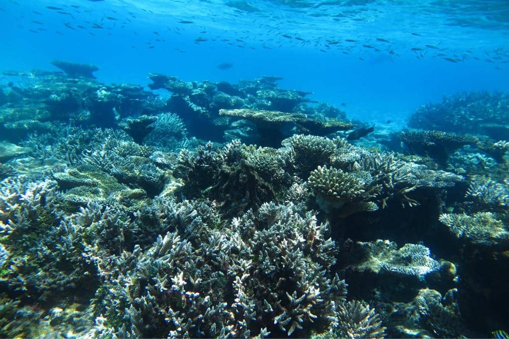 Harlequin Shrimp Spotting