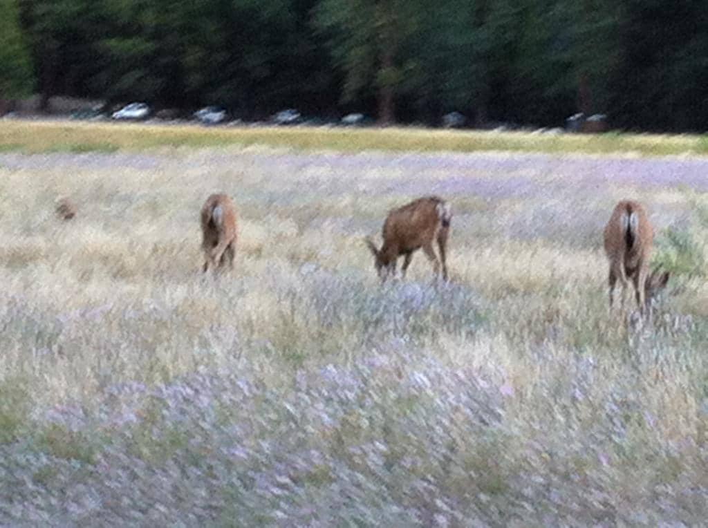 Ophir Creek Loop